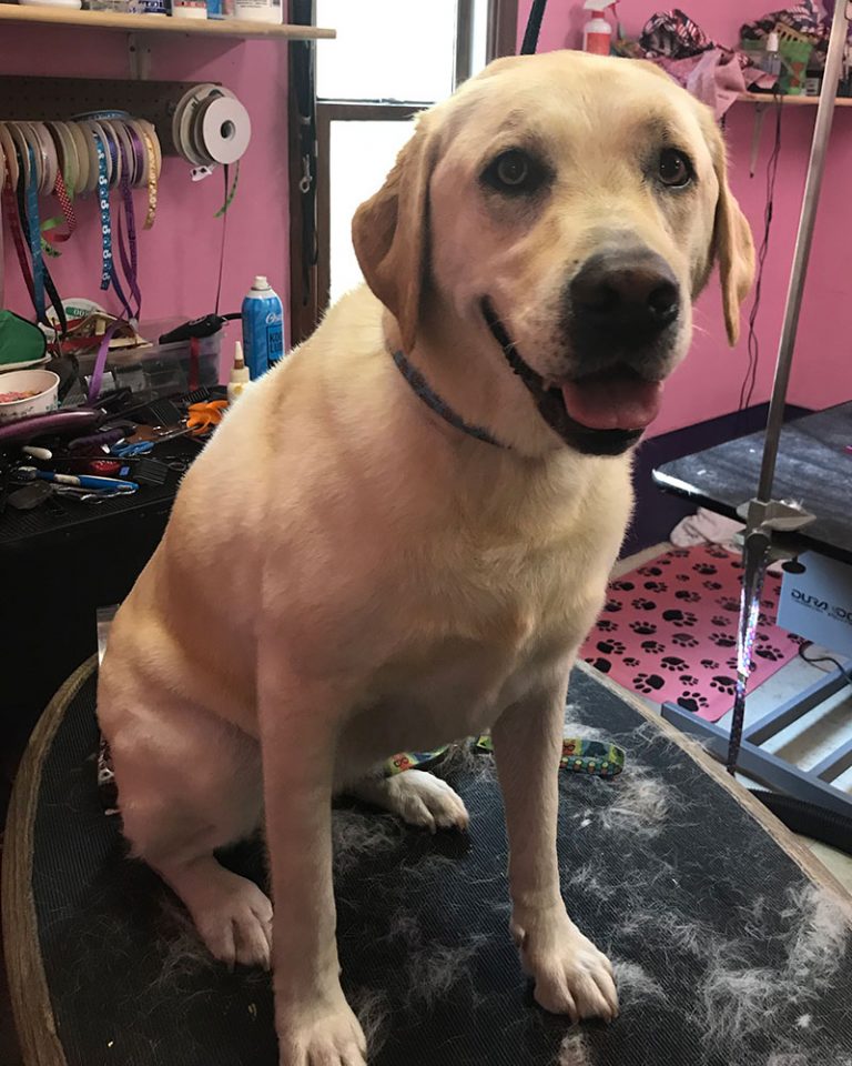 Dog Grooming, Nail Trims, Pet Grooming, Kalamazoo, Southwest Michigan