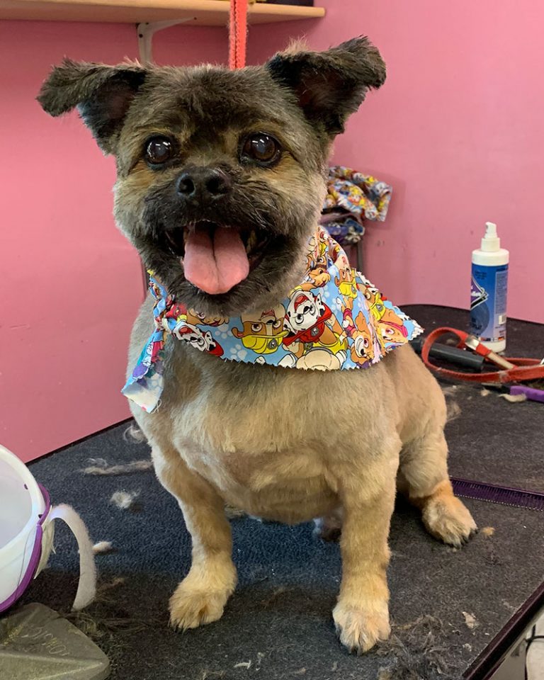 Dog Grooming, Nail Trims, Pet Grooming, Kalamazoo, Southwest Michigan