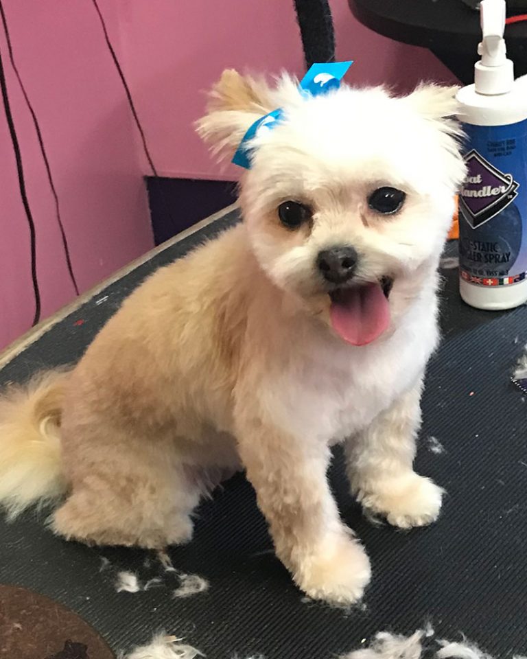 Dog Grooming, Nail Trims, Pet Grooming, Kalamazoo, Southwest Michigan