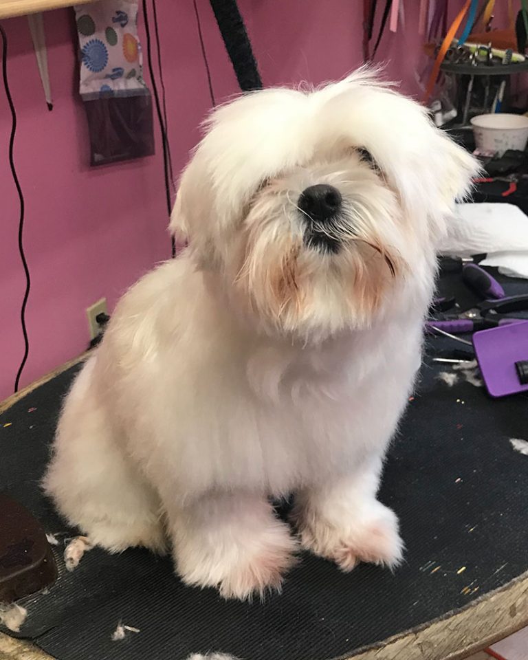 Dog Grooming, Nail Trims, Pet Grooming, Kalamazoo, Southwest Michigan