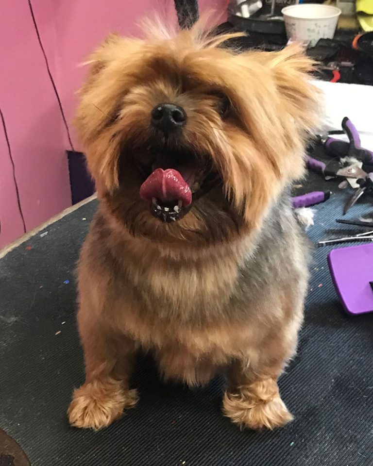 Dog Grooming, Nail Trims, Pet Grooming, Kalamazoo, Southwest Michigan